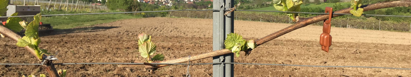 Weinstock treibt aus, mit Pheromonfalle © Dienstleistungszentren Ländlicher Raum